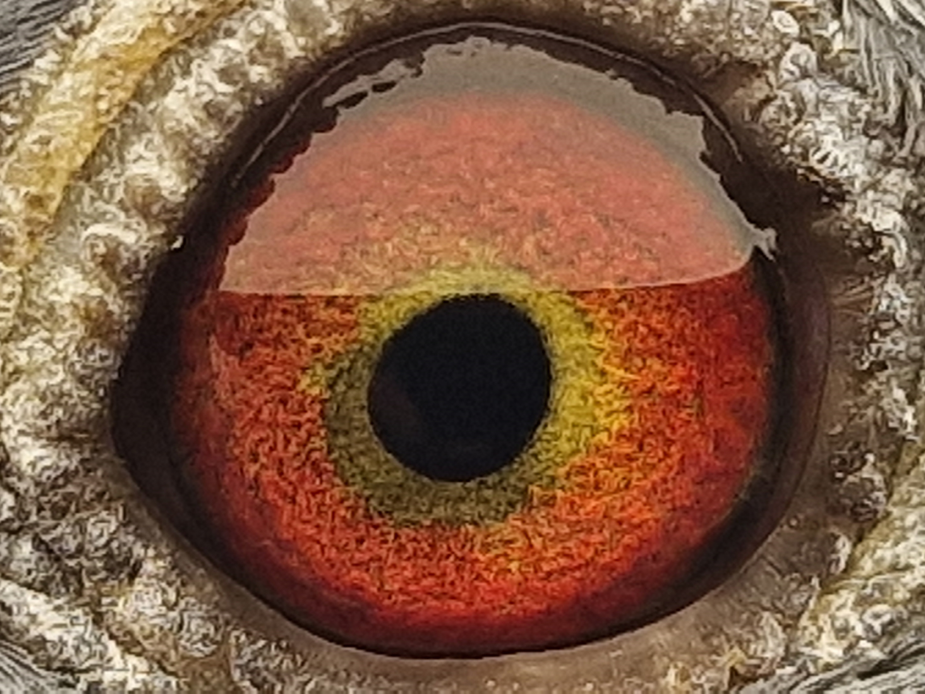 Pigeon eye